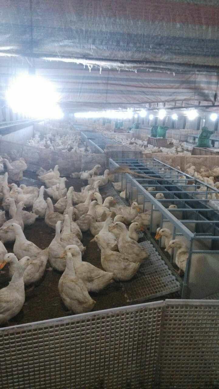 博世体育(中国集团)官方网站