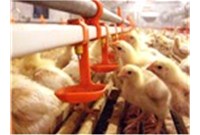 Introduction of Chicken raising equipment and Chicken rearing Room