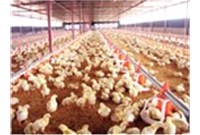 Suitable heat preservation equipment should be selected for chicken breeding.