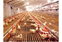 塑料漏粪地板养鸡场的必选装备？？