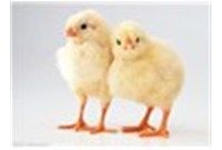 养鸡无小事，，，细节出效益