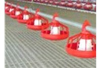 养鸡装备使新农村欣欣向荣