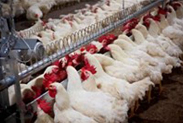 别让性别歧视泛起在你的鸡舍