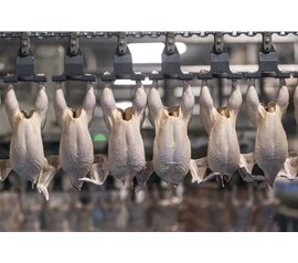 中国稳居俄禽肉出口国首位 对华禽肉供应突破5亿美元