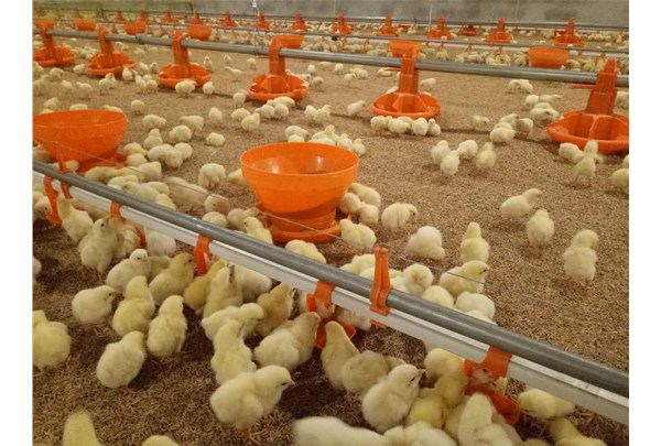 为肉鸡的恬静设计透风和空气流动