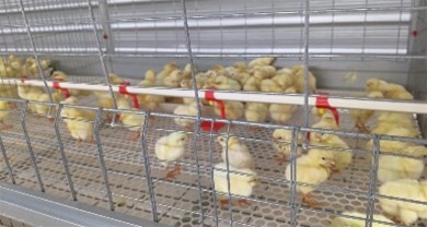 Broiler EPC project completed successfully