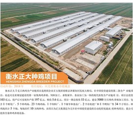 衡水正大种鸡项目