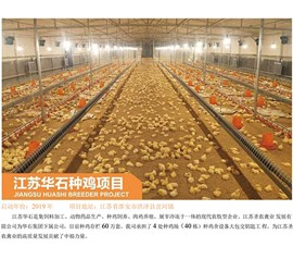 江苏华石种鸡项目