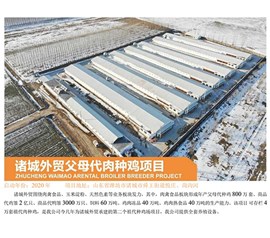 诸城外贸怙恃代肉种鸡项目