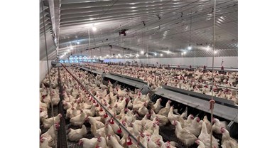 你以为非笼养就得高峻上？？？着实并没那么神秘，，，道家曰“顺其自然”罢了！！！