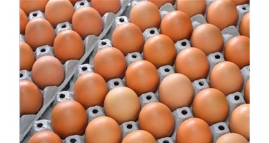 蛋价难再暴涨！中国蛋鸡工业正走“美国老路”？？从业者该醒了