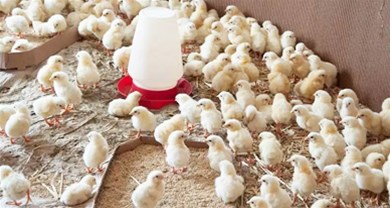 涨涨涨！！统计局宣布一季度禽肉产量涨6.1%！！肉类中禽肉产量增添多！！