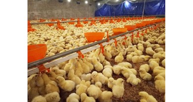 鸡苗价钱飙升、、禽流感再袭、、商业谈判受阻：：：禽肉市场三重压力下的挑战与机缘