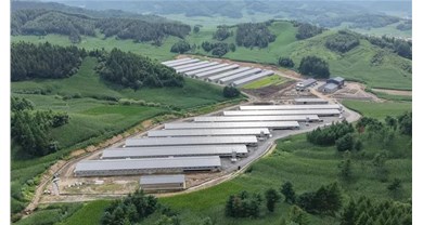 近期肉禽行业信息动态