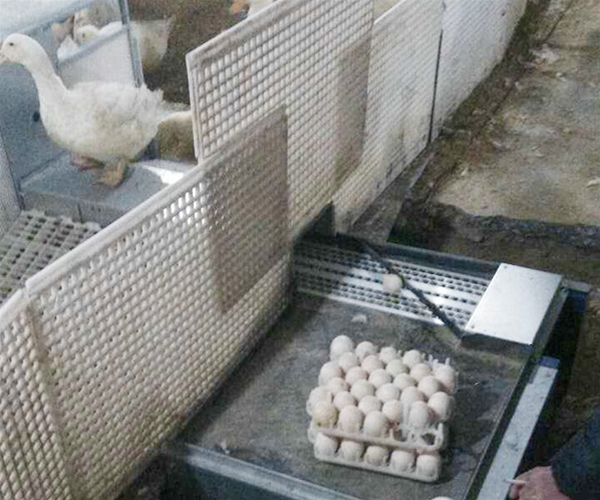 Automatic egg laying box for ducks