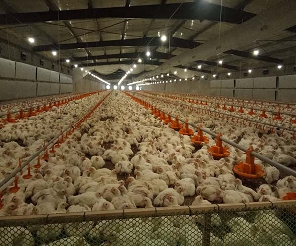 Zhanjiang Zhengshuang project