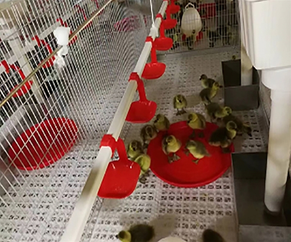 Breeder duck feeding system
