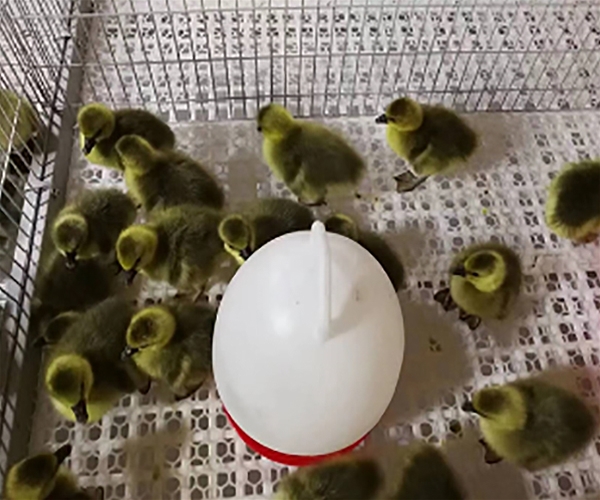 Water fountain for ducks