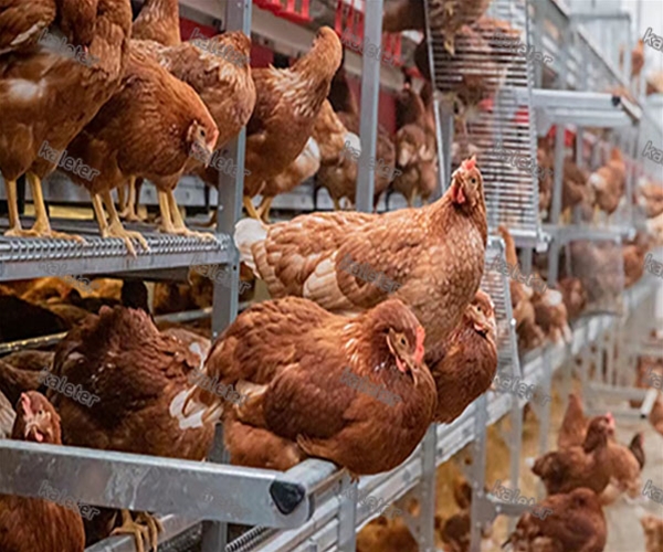 层叠式产蛋装备