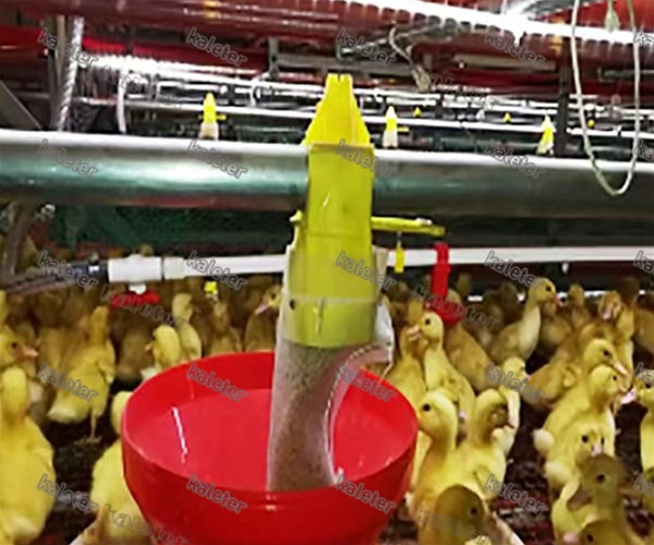 种鸭喂料系统
